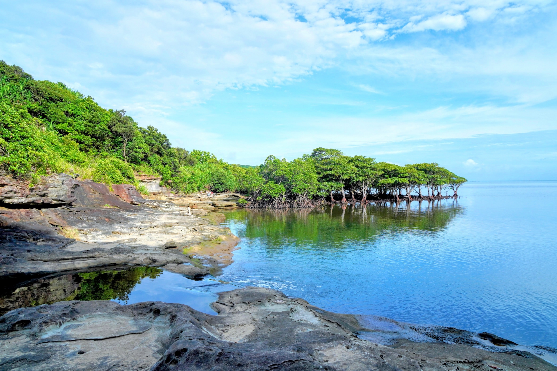 西表島・マングローブ