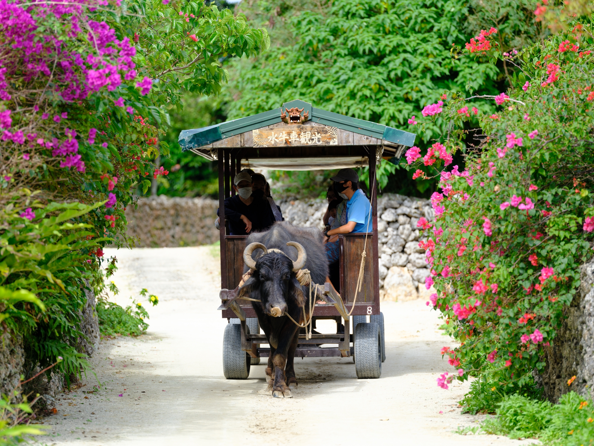 竹富島・水牛車